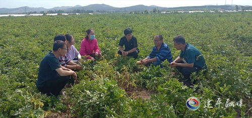 送到田間地頭的農(nóng)業(yè)科技服務(wù)