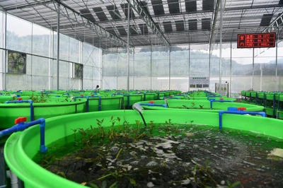 小龍蝦住進(jìn)智能化工廠 大竹縣&ldquo;稻蝦共養(yǎng)&rdquo;畝均效益近萬元