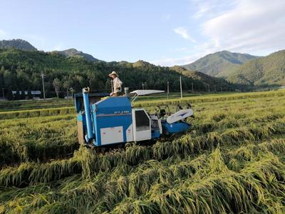 開善鄉:社會化服務添&ldquo;三劑&rdquo;,利農富村強農業