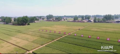 到2022年 河北農業科技進步貢獻率超61.5