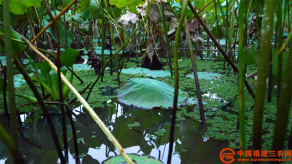 科技服務三農(nóng) | 典型案例 科技扶貧“巧”用勁，農(nóng)業(yè)科技服務顯神通